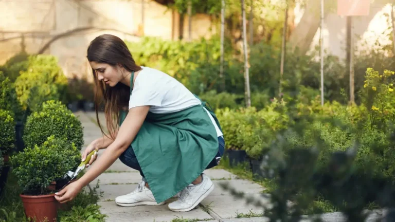 TreeLeftBigShop Outdoor Gardening